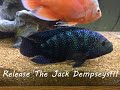 Transferring the Jack Dempseys to their new 265 Gallon Home!