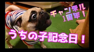 【チャンネル1周年！】うちの子記念日を過ごすパグ犬【パグつくし/pug】