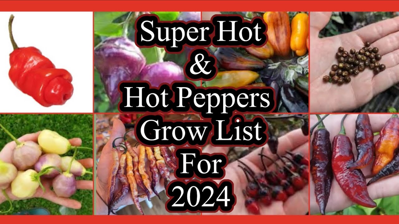 Super Hot And Hot Peppers Grow List For 2024 Youtube