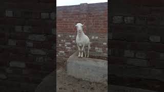 #Qurbani2023 #makhicheena #makhichini #gulabigoat #Beetal #pure #desi #BigGoat #beauty #teddi #white