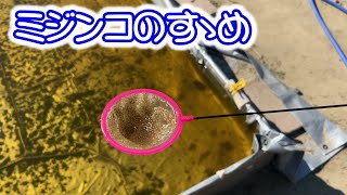 【閲覧注意】ミジンコの集団映像が流れます。Ｂ型おやじ