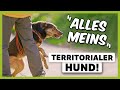 Territoriale AGGRESSIONEN beim Hund: Wie du das Verhalten endlich STOPPST [LIVE BEISPIEL]