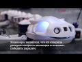 i love science ru Робот саламандра pleurobot поможет раскрыть секреты развития позвоночника