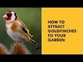 How to Attract Goldfinches to Your Garden