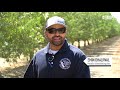 how almonds are harvested