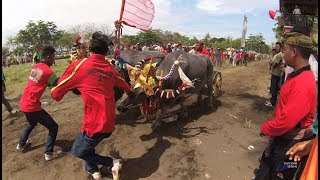 Makepung di Delodbrawah Part.2 Karapan Kerbau Negara Kabupaten Jembrana YN010194