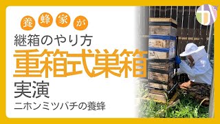 【箱を増やします】重箱式巣箱の継箱のやり方｜ニホンミツバチの養蜂