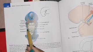 Development of head and Neck, part 1 #embryology