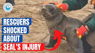 Rescuers Shocked About Seal's Injury