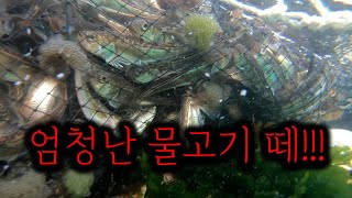 현재 동해안 최고의 이슈!!! 물고기 떼가 들어왔다  / Let's take out  a fish trap deep in the sea.