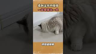 遇到这样的猫猫一定要远离！#猫咪生病 #养猫经验分享 #猫咪生病常用药