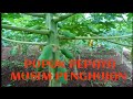 PAPAYA FERTILIZER FOR RAIN SEASON