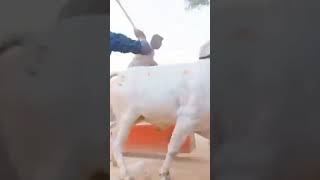 Ongole bulls race #Ongole bulls videos reels#గోపాల్ పేట్ వనపర్తి మండలం బండలాగుడు పోటీలలో VPS Bulls 🏆