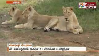 கிர் வனப்பகுதியில் திடீரென 11 சிங்கங்கள் உயிரிழந்தன