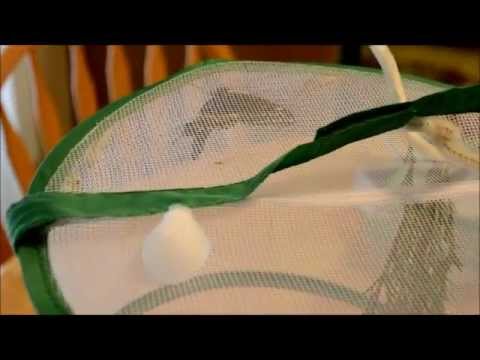 How To Make Butterfly Food How To Make Butterfly Food