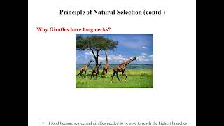 Genetic Algorithms- Part 1