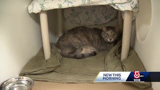 Older pets looking for forever homes
