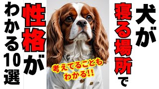 犬が寝る場所で気持ちがわかる！10選