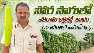 Bottle Goud Cultivation | సొరకాయ సాగు | Sorakaya Sagu | Shiva Agri Clinic