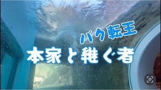 ホッキョクグマ界バク転王を継ぐ者は‥日本平動物園ʕ•ᴥ•ʔロッシー＆天王寺動物園·ᴥ·ホウちゃん