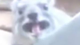 Hyrax Screaming (Earrape)