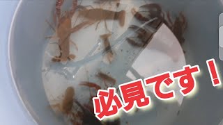 生き餌あげようと思っている人に見てほしい動画