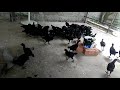 கருங் கோழி kadagnath chicken