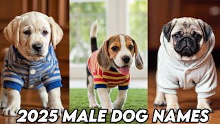 Male Dog Names 2025 🔥 : Top 20 Male Dog Names : New dog names