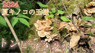 トンビマイタケが出始まった！【８月１０日】