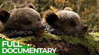 Beary Tales - An Unusual Nature Fairytale | Free Documentary Nature