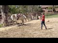 Lunge Lesson - Getting the canter, trot and change of direction for a respectful horse