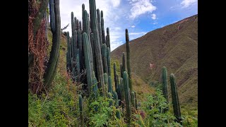 (v)MountainGnosis: Andean Plant Medicine, Incan Ruins, and Alchemical Transmutation Event