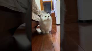 音乐一响，小猫出场～ #治愈猫咪 #萌宠 #cat #cute #猫