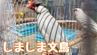 しましま文鳥～シルバー文鳥のセサミ＆白文鳥のソルト日光浴～