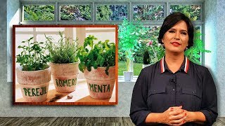 Hierbas que puedes plantar en tu casa - Ellen Te Dice - Consejos del Hogar