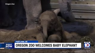 Oregon Zoo elephant gives birth to female calf