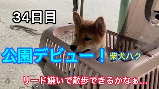 【ゴマ柴犬の公園デビュー❗️】柴犬ハク散歩が待ち遠しいよぉ〜(o^^o)