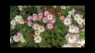 how to grow chrysanthemum flowers from seeds