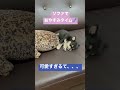 お気に入りの場所で寝てしまう柴チワのぺろちゃん🐶💤💕 豆柴 チワワ puppy dog shibainu