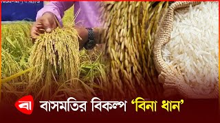 আখাউড়ায় বিনা ধান-২৫ চাষে বাজিমাত | Bina Dhan | Paddy Farming | Protidiner Bangladesh