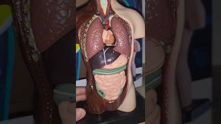 Human Anatomy Toy #anatomy #doctors #humananatomy #human #anatomy #anatomi #toys #doctor #asmr