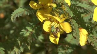 Gardening for Native Pollinators 2: Bees & Other Insects: Wildlife Matters by Nature Wise