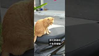 想再吃罐罐的橘猫虎斑