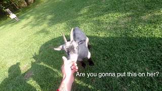 HOW TO CATCH A GOAT//GOAT WRANGLING