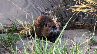 巨大化したネズミ