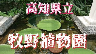 2023 高知県立 牧野植物園 (写真のみ)