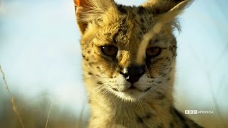 Planet Earth II: Official Extended Trailer - BBC America