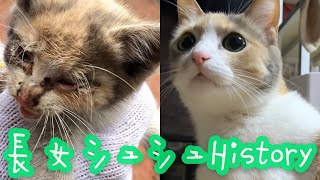 【擦れ声の保護猫】結膜炎と猫風邪の子猫を保護。16匹の猫『長女シュシュ』のHistory★保護、喋りながら食べる猫、次女パルフェとの出会いまで。