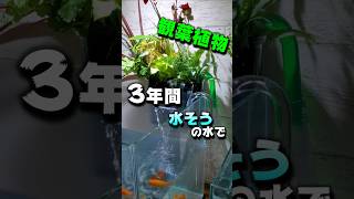 根腐れせずに水だけで育てます