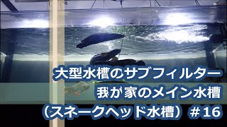 大型水槽のサブフィルター/我が家のメイン水槽（スネークヘッド水槽）＃16